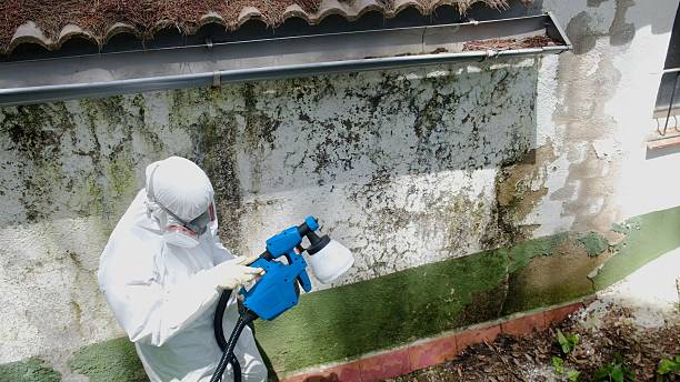 Top rated local Bathroom Mold Removal specialists in Glen Ellyn, IL